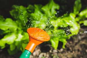 salad-water-garden-plant