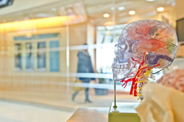 Glass skull seeing inside the brain