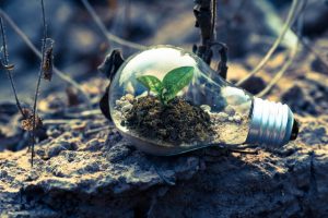 Clear light bulb with a plant growing inside