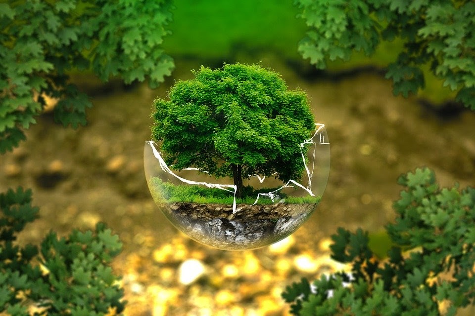 A tree in a cracked glass globe surrounded by trees