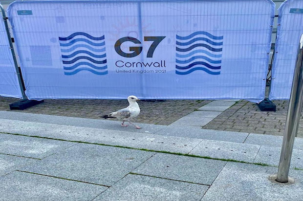 seagull walking in front of a banner saying G7 Cornwall UK 2021