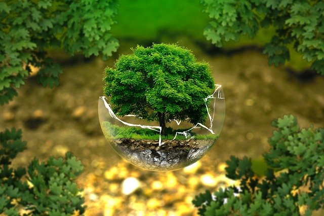 Tree in broken glass ball